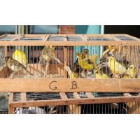 4422_6981 Verkauf von Kanarienvögel - Käfig voller Singvögel auf dem Hamburger Fischmarkt. | Altonaer Fischmarkt und Fischauktionshalle